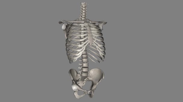 Bones Trunk Trunk Bones Consist Vertebrae Ribs Sternum — Stock Video