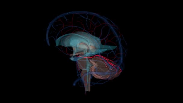 優れた脳動脈 Sca は頭部の動脈である — ストック動画