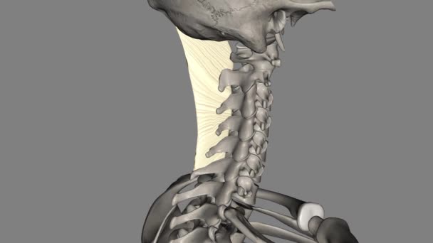ニッカル靭帯は 首の後ろの靭帯で 頭皮の靭帯が連続しています — ストック動画