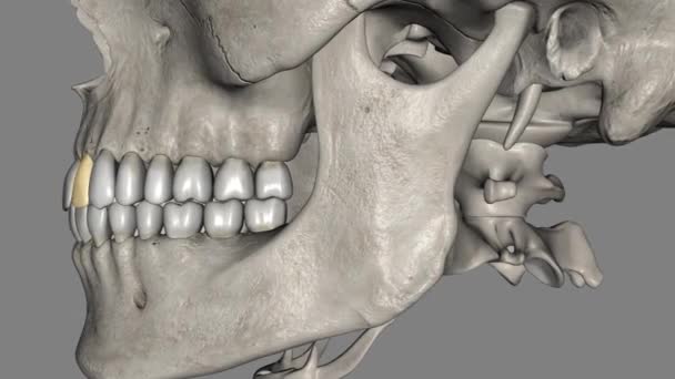 上颌侧门牙是位于上颌中央门牙两侧的一对上颌 — 图库视频影像
