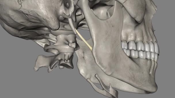 下颌骨韧带是颈周围的颈筋膜的增厚后半部分 — 图库视频影像