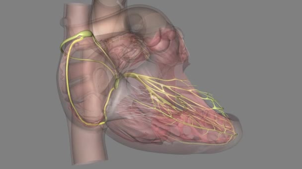后节间神经道从窦结节的后缘开始 — 图库视频影像