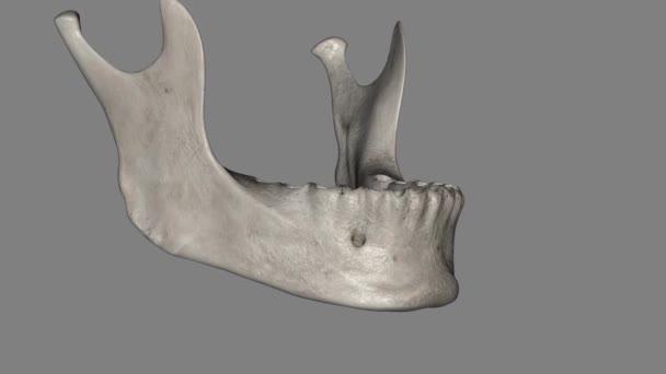 下颌骨位于面部骨骼的下部 是面部最大 最强的骨头 — 图库视频影像