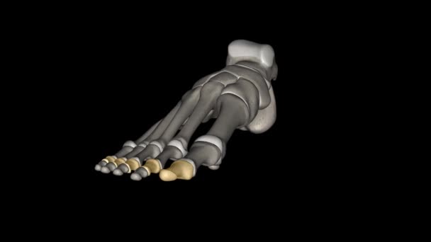 中間骨 フィート は足のつま先を形成するより小さな長い骨の一部です — ストック動画