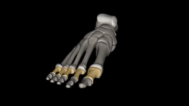 从手指头到指尖数数时手指中的近端或第一根骨头 — 图库视频影像