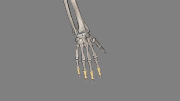 指の中間骨格は3つの骨の中間または2番目である — ストック動画
