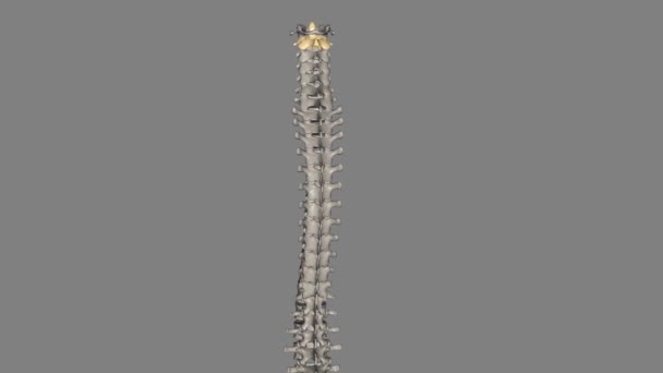C2椎体 也被称为螺旋体 Epistropheus 形成了第一个颈椎的枢轴 Atlas — 图库视频影像