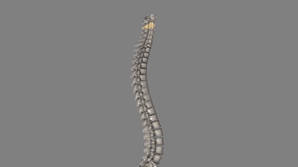 C3脊椎は 顎の周りの首に発見された子宮頸椎骨の骨です — ストック動画