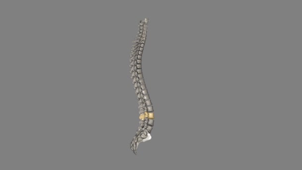 Vértebra Está Meio Das Cinco Vértebras Lombares Porção Inferior Coluna — Vídeo de Stock