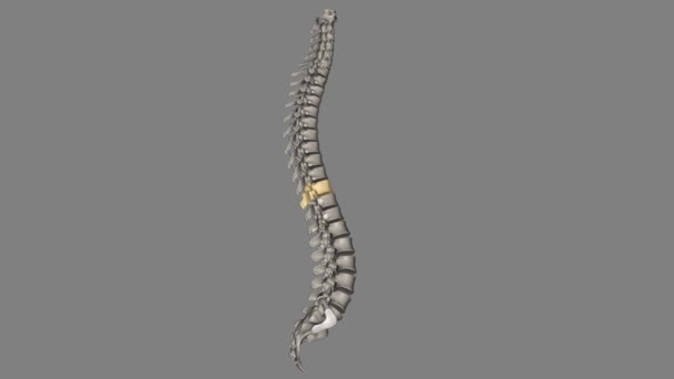 Thoracic Vertebral T10 Twelve Vertebrae Located Thoracic Spine Numbered — Stock Video
