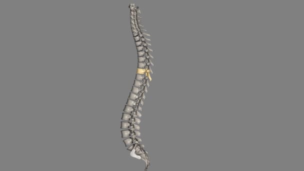 Doze Vértebras Estão Localizadas Coluna Torácica Estão Numeradas Thoracic Vertebral — Vídeo de Stock