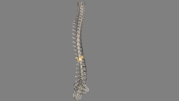 Thoracic Vertebral T12 Twelve Vertebrae Located Thoracic Spine Numbered — Stock Video