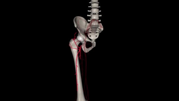 侧弯股动脉3D — 图库视频影像