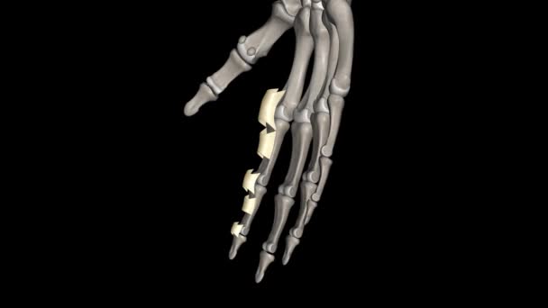 関節靭帯は カプセルから形成された複雑な構造であり 側面の靭帯複合体 および超細胞の筋肉は プロキシマラジオナルナルの関節を安定させるために結合して作用する — ストック動画