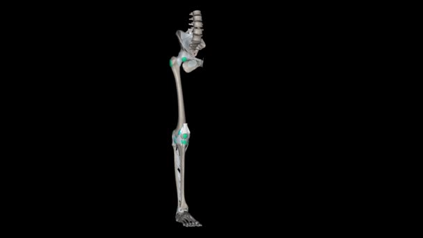 Lower Limb Ligaments Bones — Stock Video