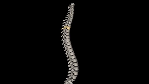 12頭の脊椎は胸部脊椎にあり 1からT 12に番号付けされています — ストック動画