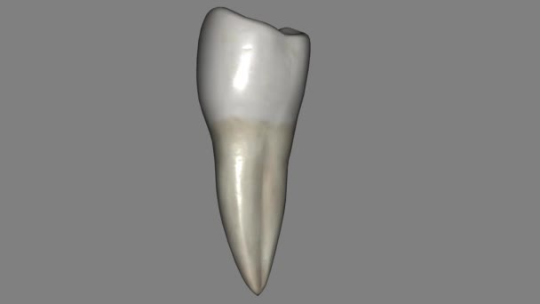 Mandibulární Druhá Premolární Zub Umístěn Distálně Obou Mandibulární První Premolars — Stock video