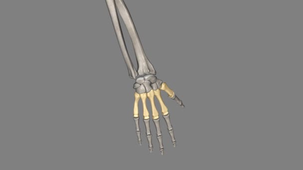 Metacarpals Long Thin Bones Located Carpal Bones Wrist Phalanges Digits — Stock Video