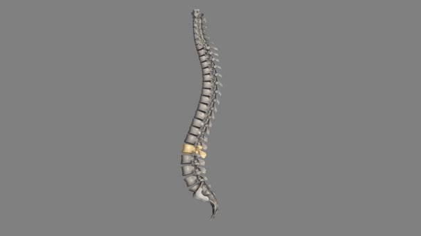 L2椎体位于脊柱的下曲率处 它所保护的那部分脊髓被称为腰椎索 — 图库视频影像