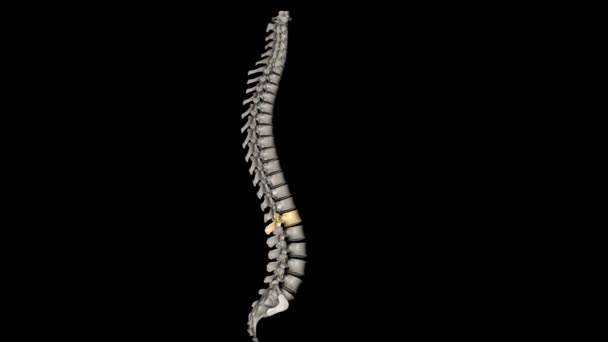 背中の下部としてより一般的に知られている背骨の内側領域は L1からL5にラベル付けされた5つの脊椎で構成されています — ストック動画