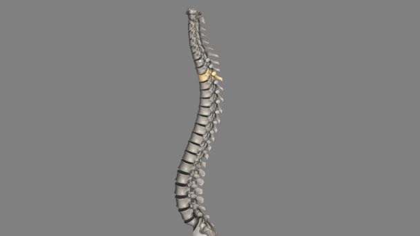 12个椎体位于胸椎 编号为T 1至T — 图库视频影像