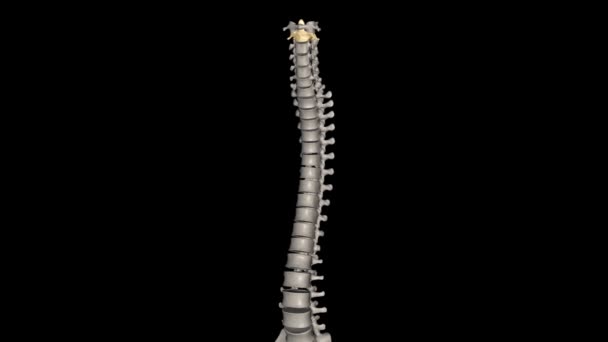 Axis Vertebra Also Known Epistropheus Forms Pivot Which First Cervical — Stock Video