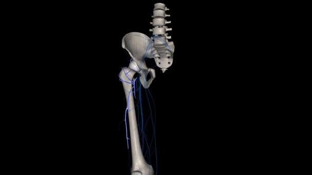 侧弯股动脉3D — 图库视频影像