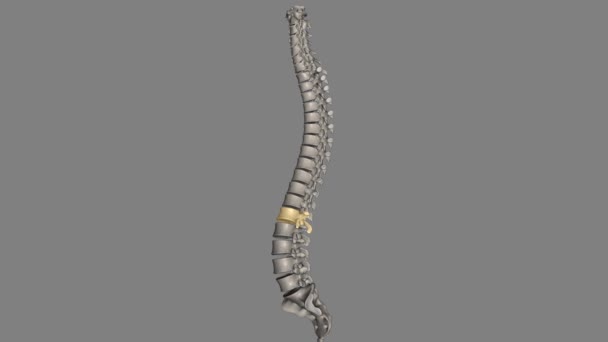 背中の下部としてより一般的に知られている背骨の内側領域は L1からL5にラベル付けされた5つの脊椎で構成されています — ストック動画