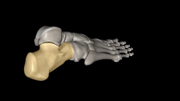 Calcaneus Heel Bone Largest Tarsal Bones Foot — Videoclip de stoc