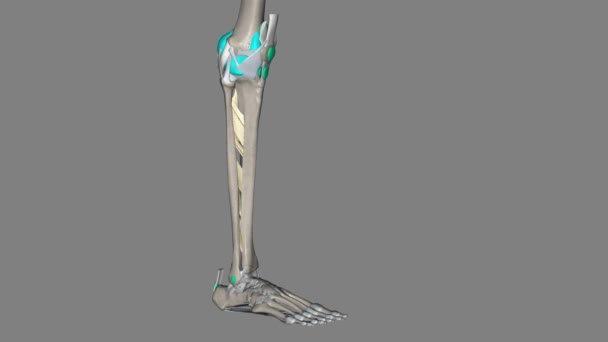 腿的骨间膜 — 图库视频影像