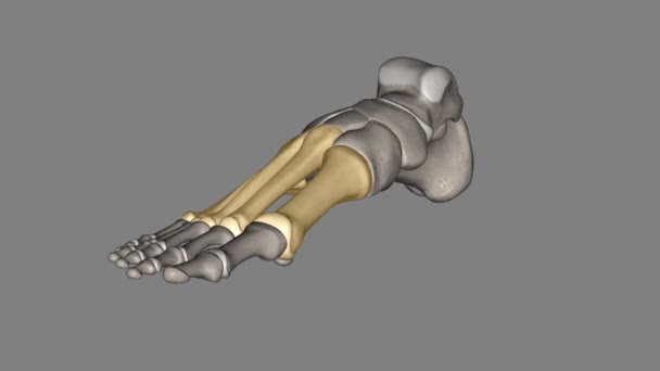 Metatarsal Kemikler Ayaktaki Kemiklerdir Çivi Yazısının Uzak Yönlerini Birbirine Bağlarlar — Stok video