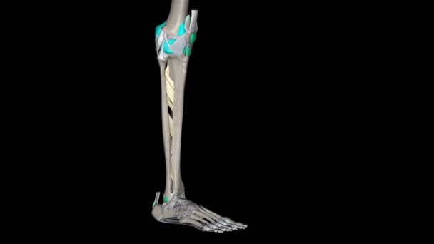 腿的骨间膜 — 图库视频影像
