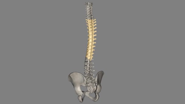 脊椎動物では脊椎脊椎が脊椎脊椎と脊椎脊椎の間の中央部分を構成しています — ストック動画