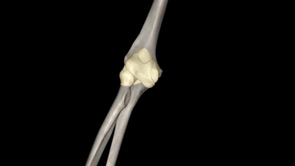 Joint Capsule Elbow Joint — Stock Video