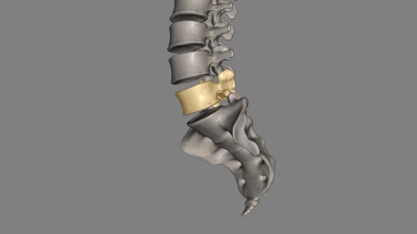 São Vértebras Mais Baixas Ossos Coluna Vertebral Coluna Lombar — Vídeo de Stock