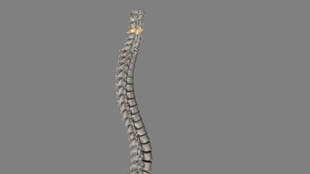 Cuarta Vértebra Cervical Está Localizada Centralmente Región Cervical Cuello Columna — Vídeos de Stock