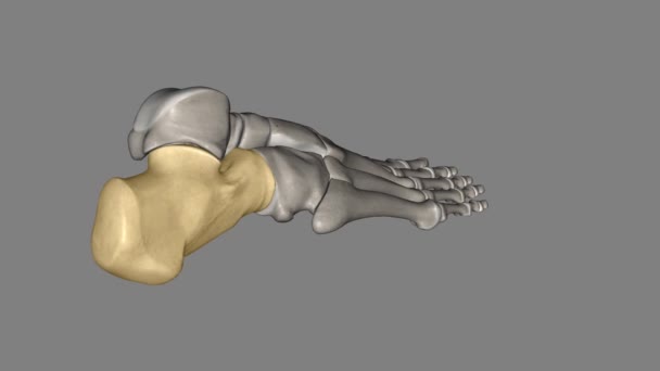 Calcaneus Heel Bone Largest Tarsal Bones Foot — 图库视频影像