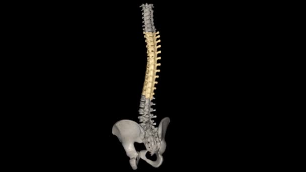 脊椎動物では脊椎脊椎が脊椎脊椎と脊椎脊椎の間の中央部分を構成しています — ストック動画