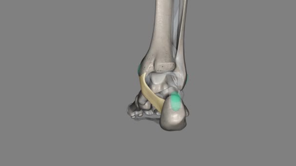 足部的屈曲性视网膜从上面的内侧鼓膜延伸到下面的跟骨 — 图库视频影像