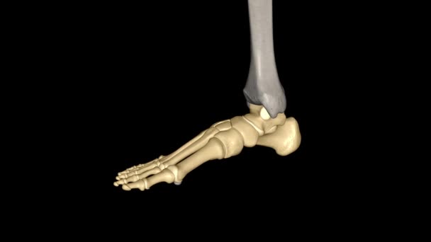 人类的脚是一个由26块骨头 33个关节组成的坚固而复杂的机械结构 — 图库视频影像