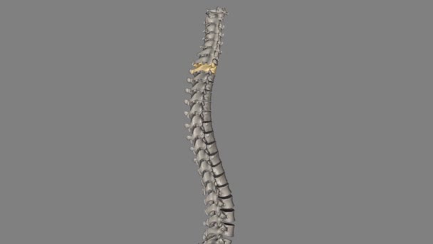 Lowest Vertebrae Spinal Bones Lumbar Spine — Stock Video