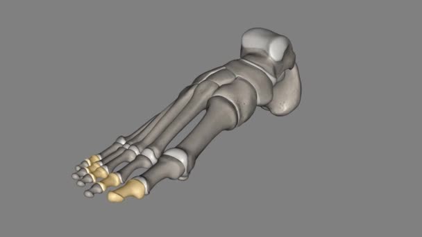是形成脚尖的一些较小的长骨 — 图库视频影像