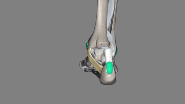 Flexor Retinaculum Foot Extends Medial Malleolus Calcaneus — Stock Video