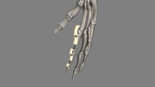 인대는 복합체 근본적인 Radioulnar 관절을 안정화하기 일치하는 Supinator 근육에서 복잡한 — 비디오
