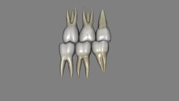 上颌和下颌3D — 图库视频影像