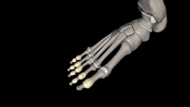 Ayağın Parmak Eklemleri Ayaktaki Parmak Kemiğinin Parmak Kemikleri Arasındadır — Stok video