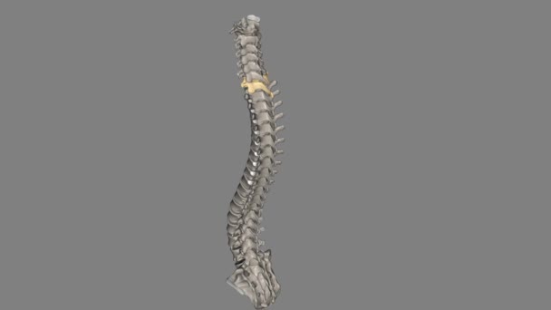 第7子宮頸部 脊椎は 首領域で最大かつ最も劣った脊椎である — ストック動画