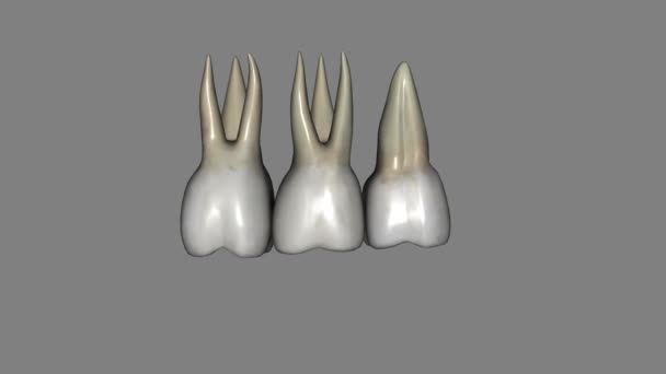 Maxillary First Molars Three Rooted Two Buccal One Palatal — Stock Video