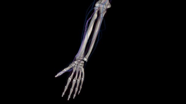 桡骨静脉起源于手掌深静脉弓侧部的手背 — 图库视频影像