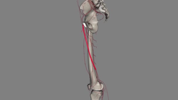 Femoral Artery Large Artery Thigh Main Arterial Supply Thigh Leg — Stock Video